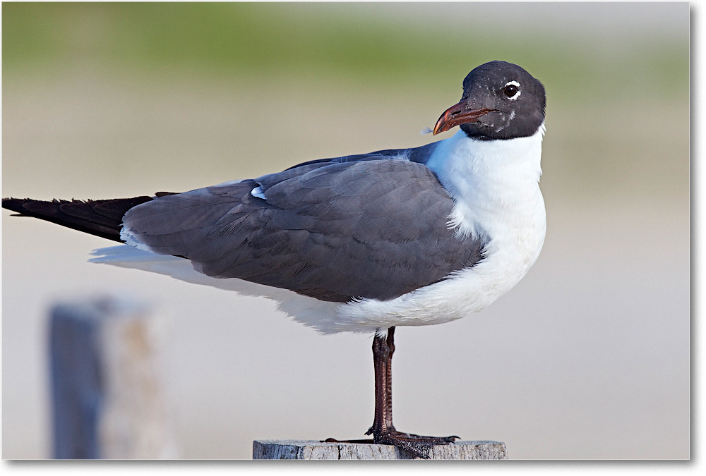 LaughingGull_ChincoNWR_2015June_2DXA6556 copy