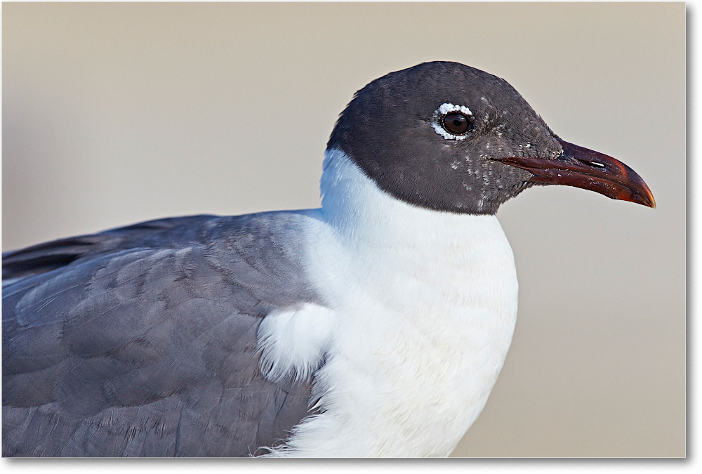 LaughingGull_ChincoNWR_2015June_2DXA6558 copy