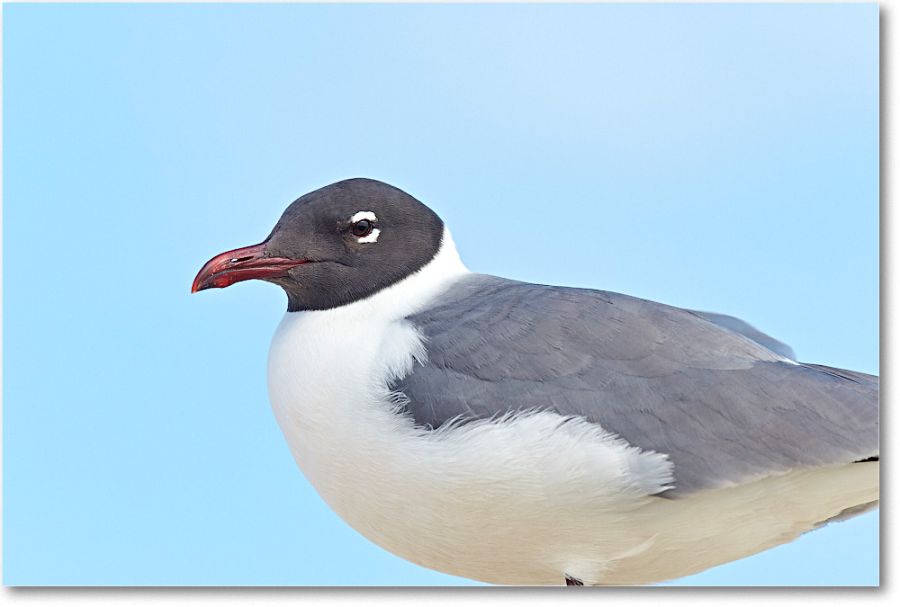 LaughingGull_ChincoNWR_2015June_2DXA6662 copy