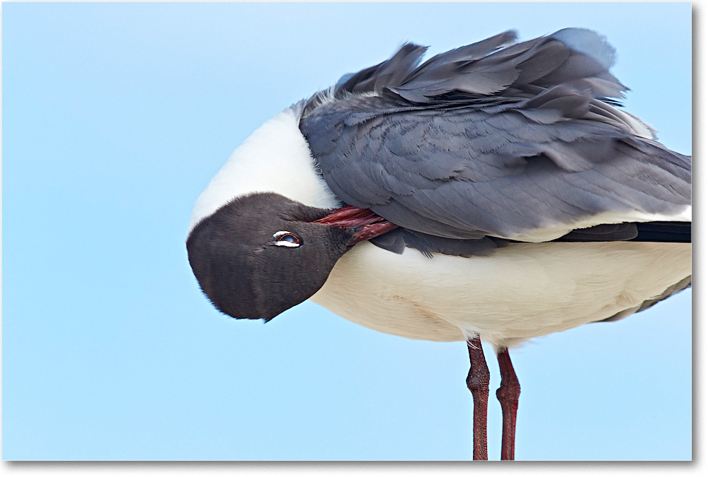 LaughingGull_ChincoNWR_2015June_2DXA6667 copy