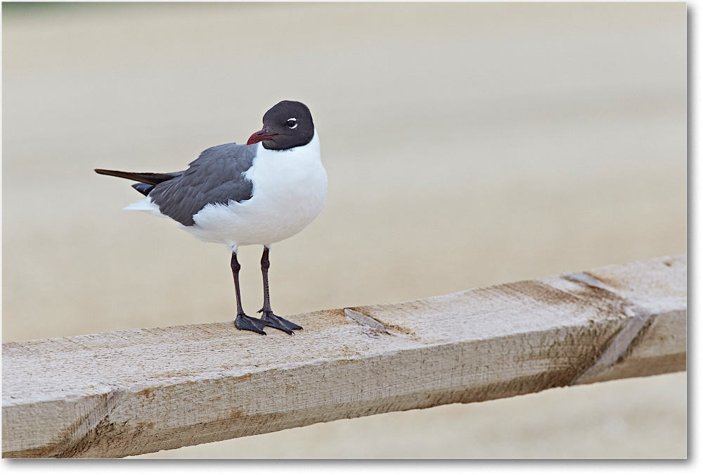 LaughingGull_ChincoNWR_2015June_2DXA6689 copy