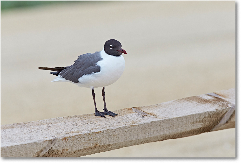LaughingGull_ChincoNWR_2015June_2DXA6690 copy