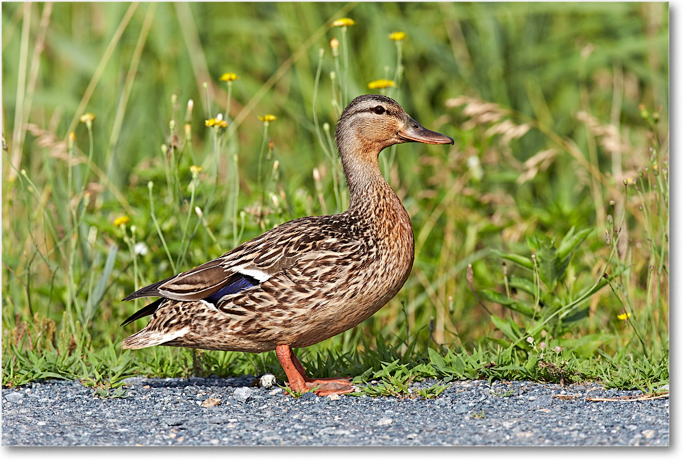 MallardFemale_ChincoNWR_2015June_2DXA6652 copy