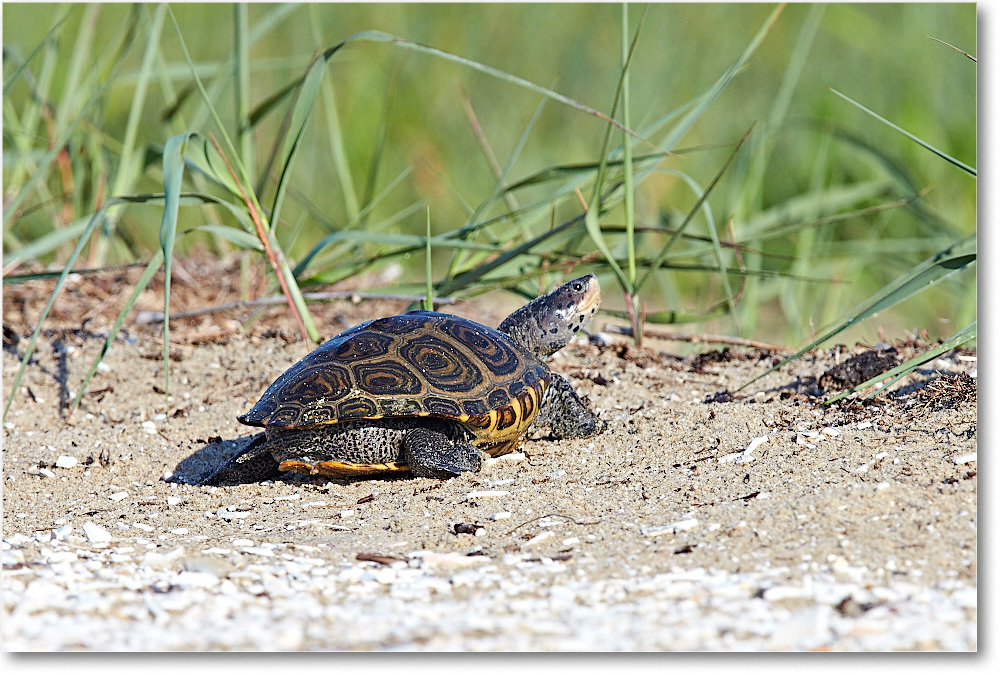 NorthernDiamonbackTurtle_ChincoNWR_2015June_1DXA2104 copy