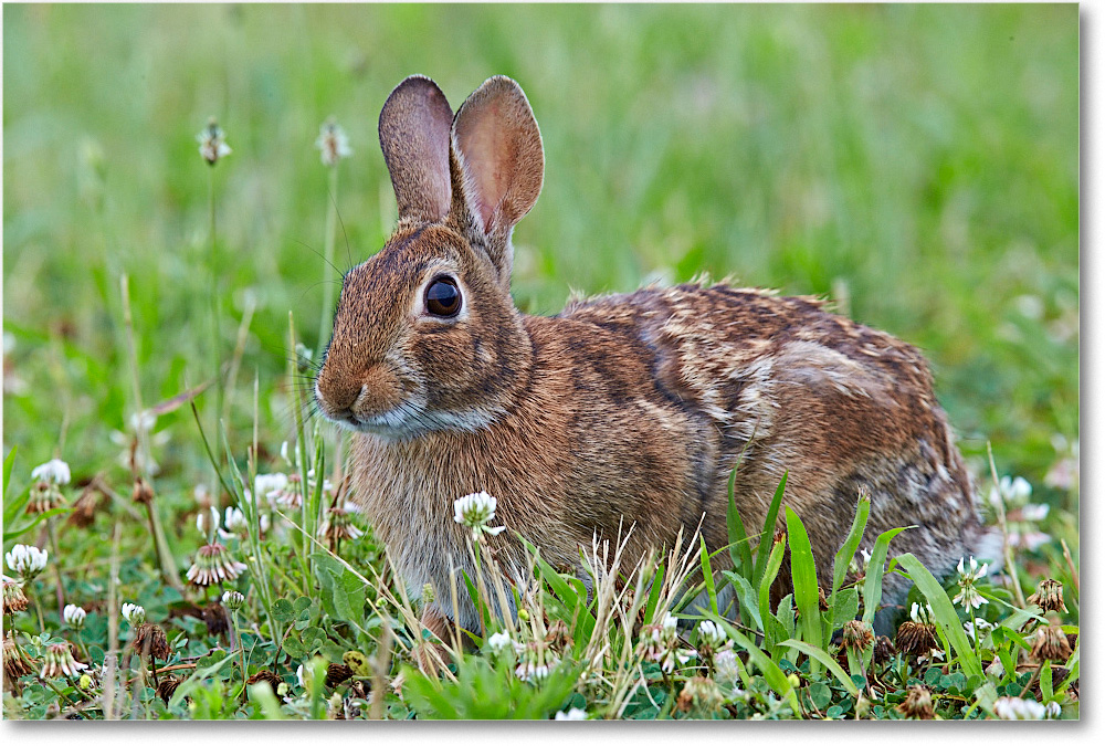 RabbitCottontail_ChincoNWR_2015June_1DXA2254 copy