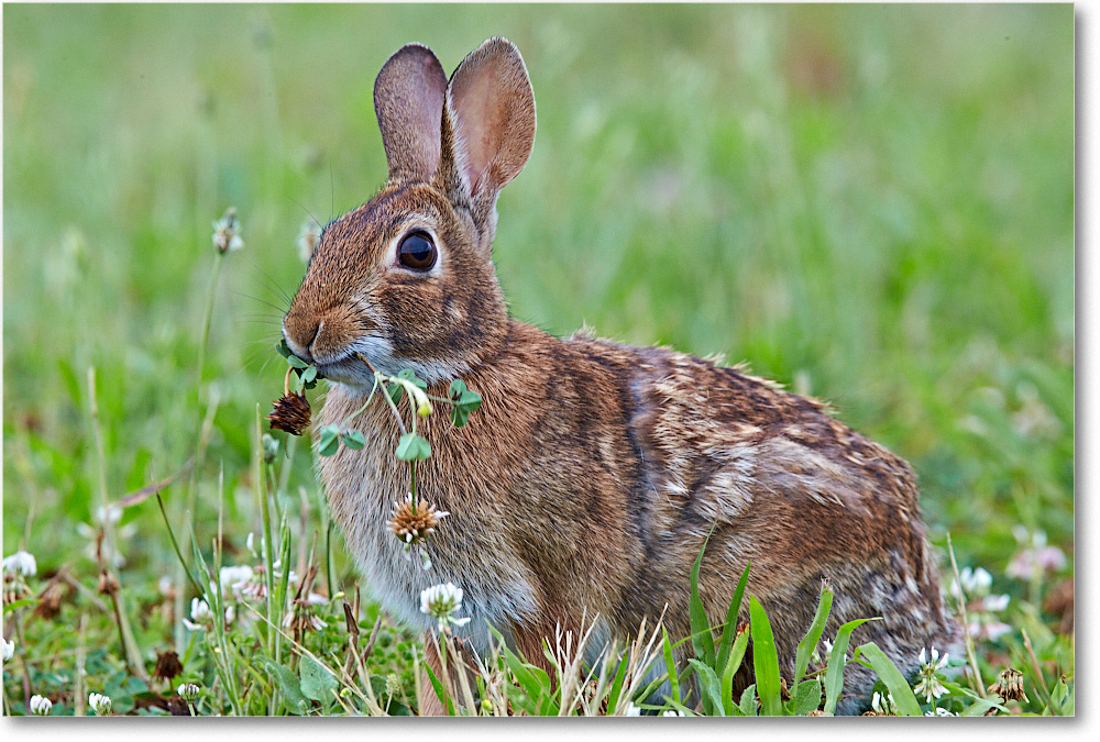 RabbitCottontail_ChincoNWR_2015June_1DXA2258 copy