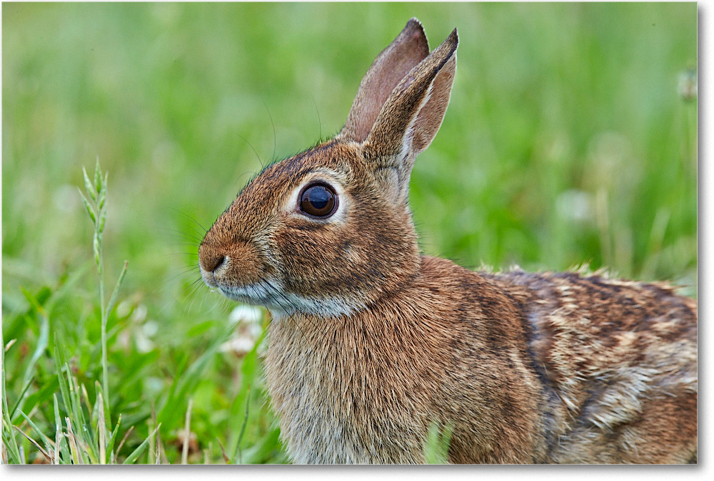 RabbitCottontail_ChincoNWR_2015June_1DXA2270 copy