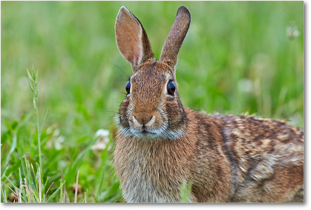 RabbitCottontail_ChincoNWR_2015June_1DXA2272 copy