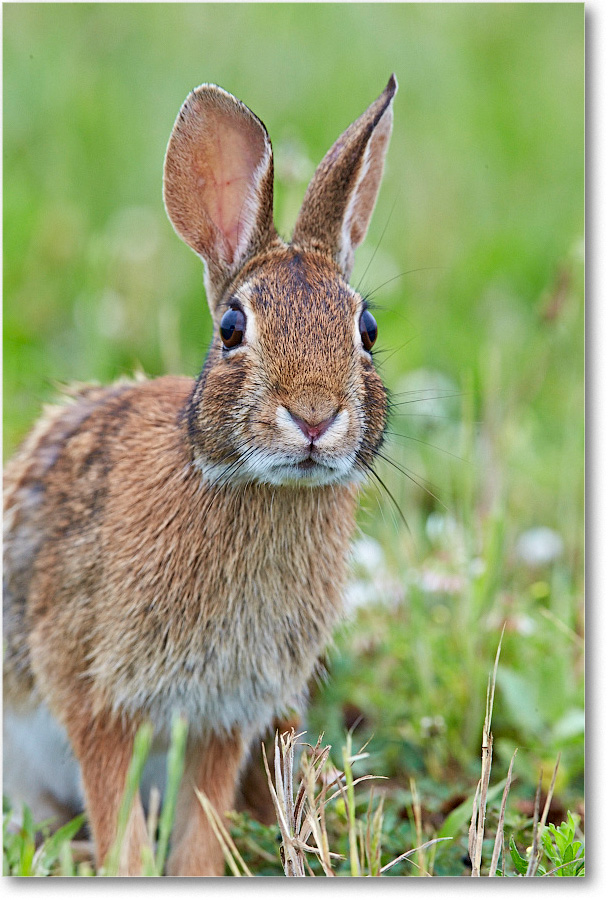 RabbitCottontail_ChincoNWR_2015June_1DXA2274 copy