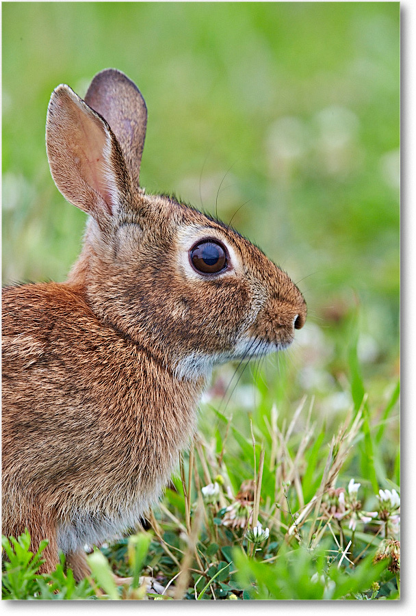 RabbitCottontail_ChincoNWR_2015June_1DXA2278 copy