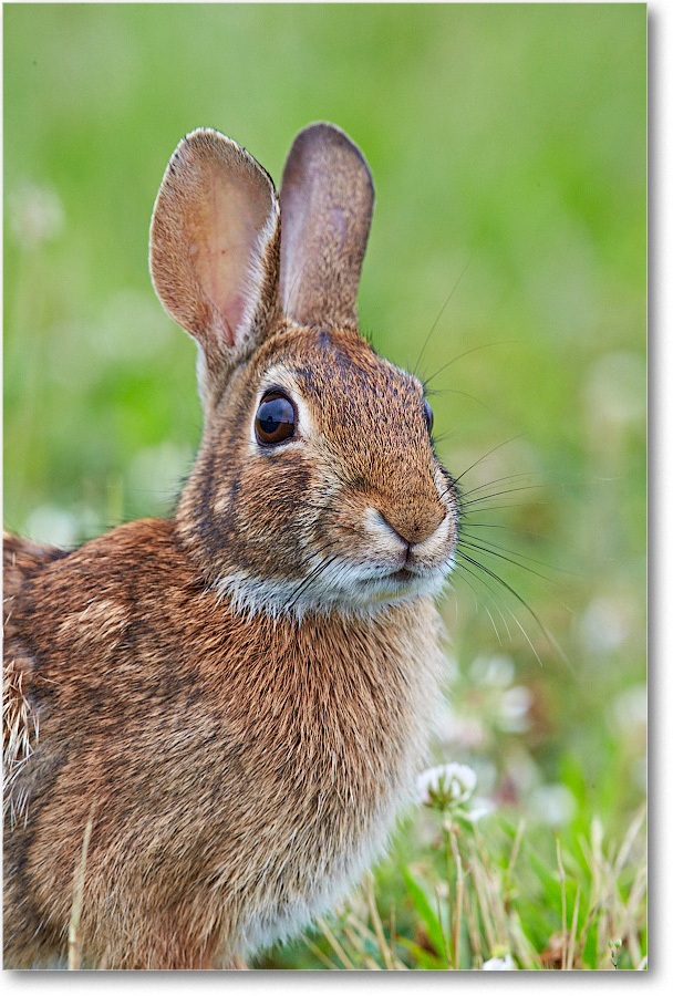 RabbitCottontail_ChincoNWR_2015June_1DXA2286 copy