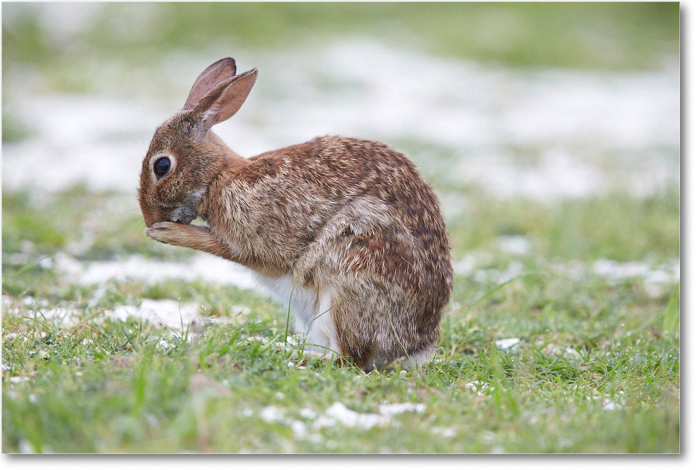 RabbitCottontail_ChincoNWR_2015June_1DXA2462 copy