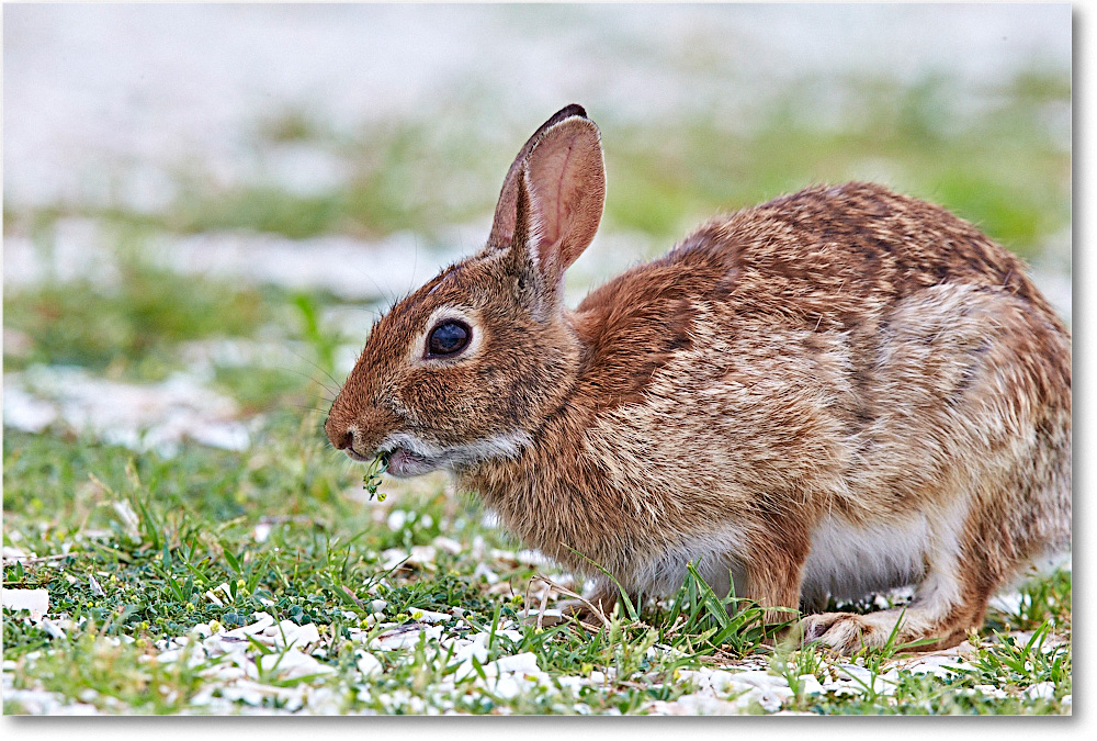 RabbitCottontail_ChincoNWR_2015June_1DXA2476 copy