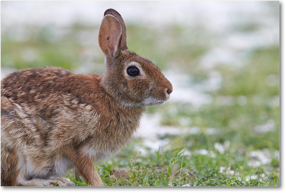 RabbitCottontail_ChincoNWR_2015June_1DXA2483 copy