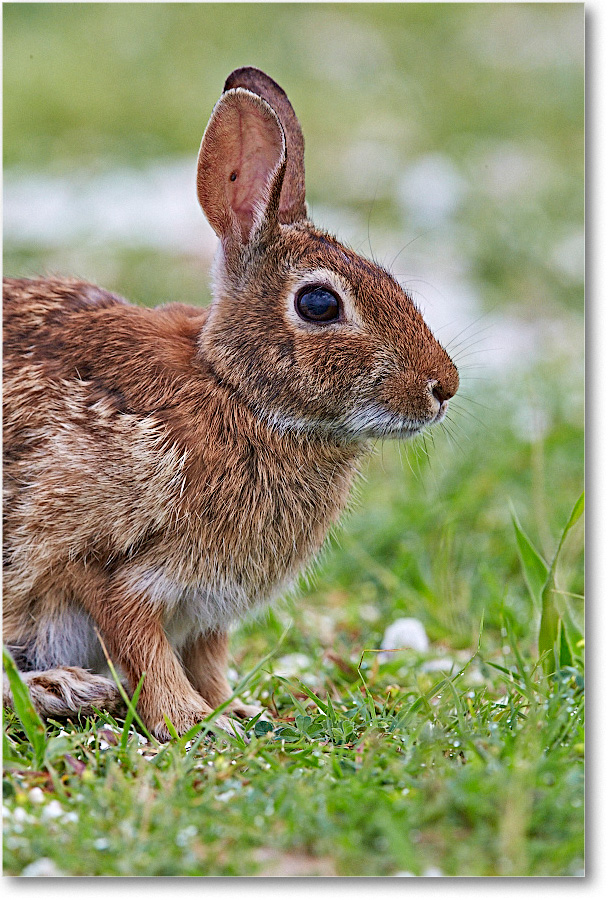 RabbitCottontail_ChincoNWR_2015June_1DXA2487 copy