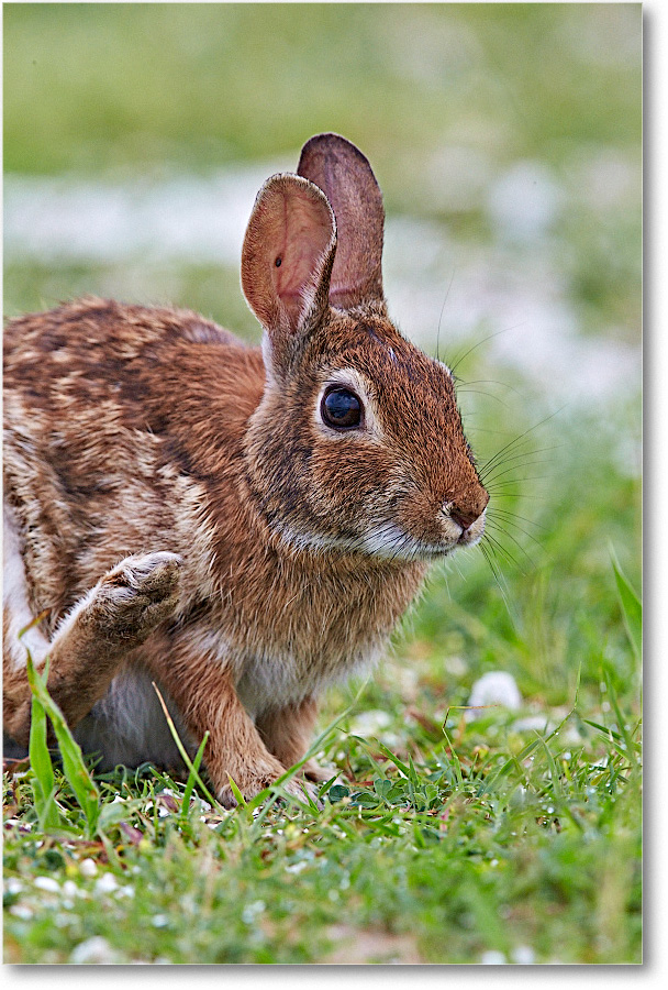 RabbitCottontail_ChincoNWR_2015June_1DXA2491 copy