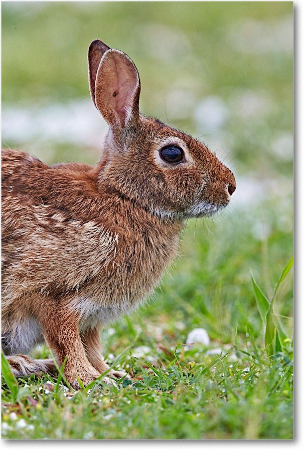 RabbitCottontail_ChincoNWR_2015June_1DXA2495 copy