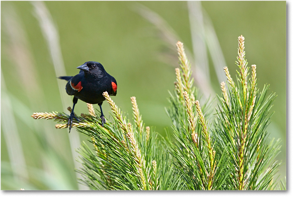 Red-wingedBlackbird_ChincoNWR_2015June_2DXA6520 copy
