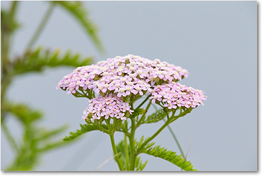 ShoreWildflowers_ChincoNWR_2015June_1DXA2505 copy