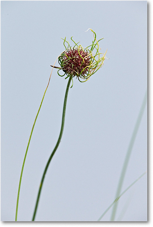 ShoreWildflowers_ChincoNWR_2015June_1DXA2514 copy