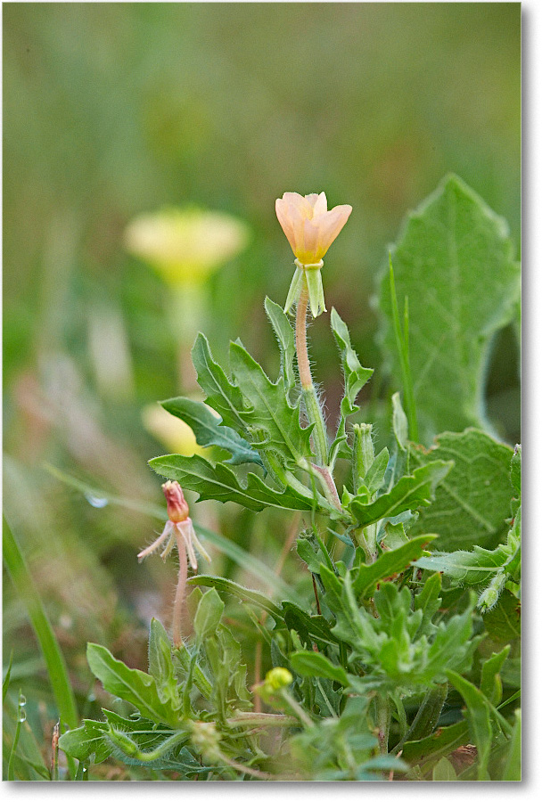 ShoreWildflowers_ChincoNWR_2015June_1DXA2521 copy