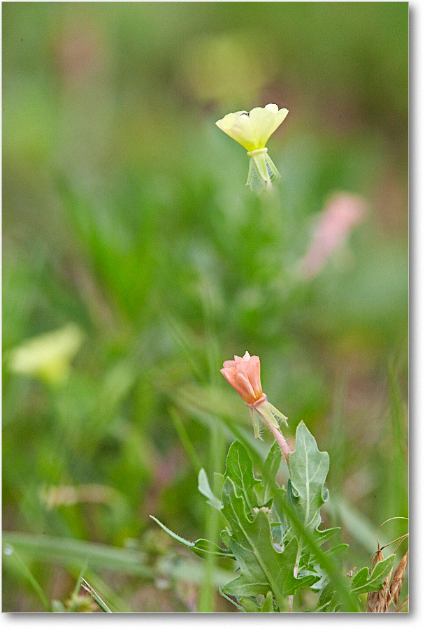 ShoreWildflowers_ChincoNWR_2015June_1DXA2527-28 copy