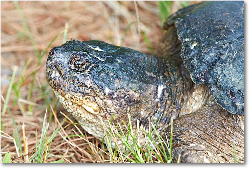 SnappingTurtle_ChincoNWR_2015June_2DXA6513 copy