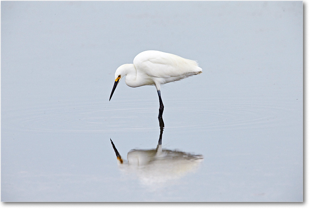 SnowyEgret_ChincoNWR_2015June_1DXA2312 copy