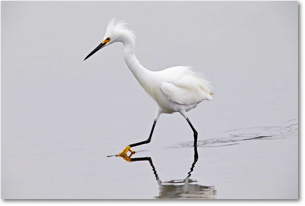 SnowyEgret_ChincoNWR_2015June_1DXA2322 copy