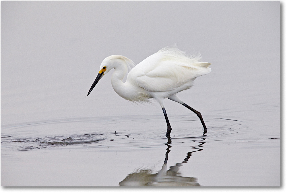 SnowyEgret_ChincoNWR_2015June_1DXA2336 copy