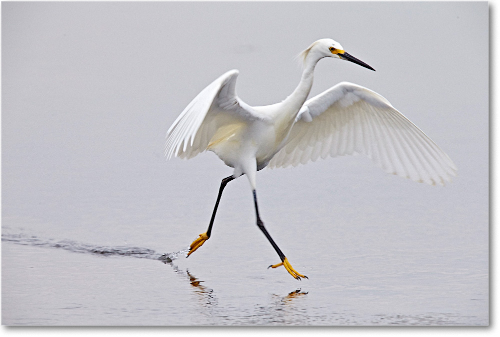 SnowyEgret_ChincoNWR_2015June_1DXA2388 copy