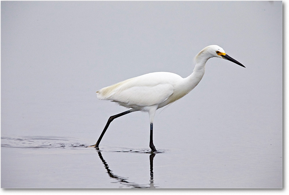 SnowyEgret_ChincoNWR_2015June_1DXA2421 copy