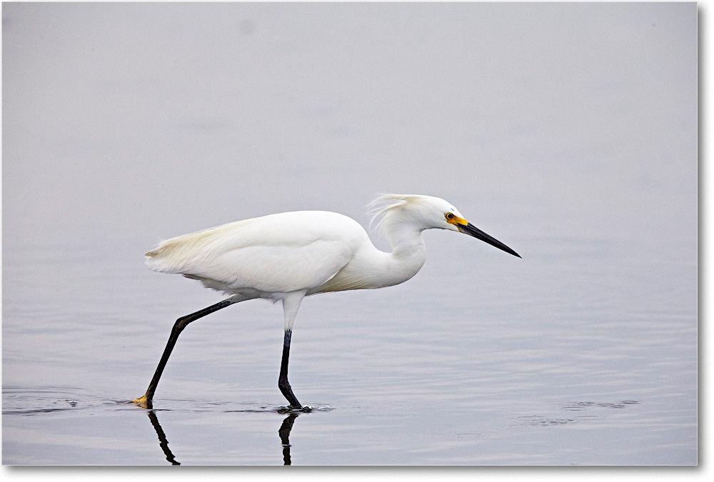 SnowyEgret_ChincoNWR_2015June_1DXA2424 copy