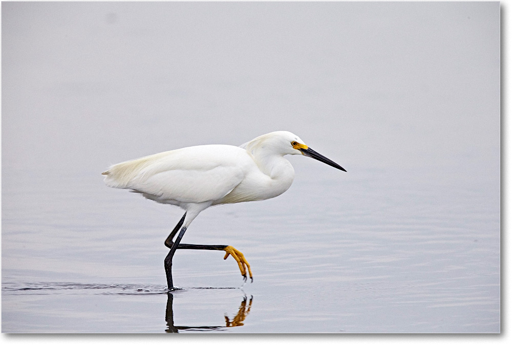 SnowyEgret_ChincoNWR_2015June_1DXA2426 copy