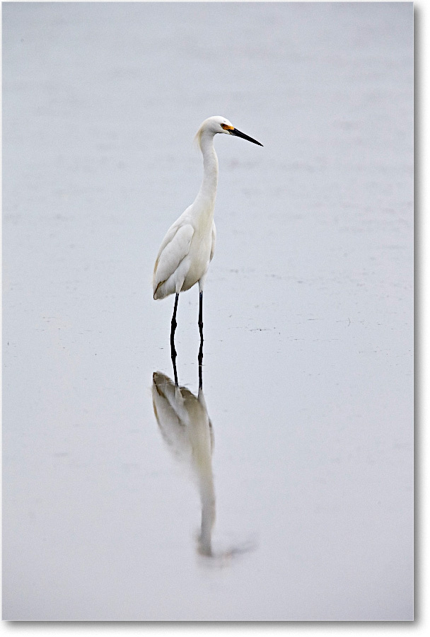 SnowyEgret_ChincoNWR_2015June_1DXA2456 copy
