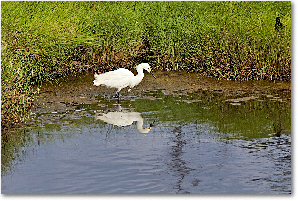 SnowyEgret_ChincoNWR_2015June_2DXA6658 copy
