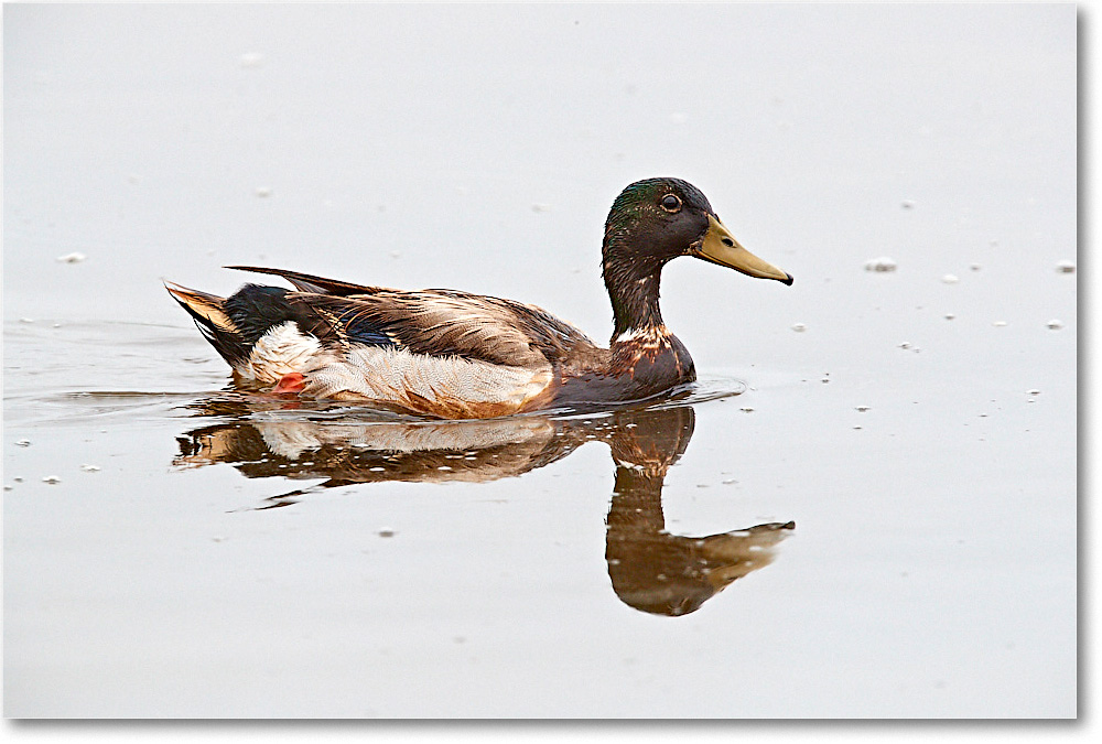 BlackDuck_ChincoNWR_2017Jun_3DXA3891 copy