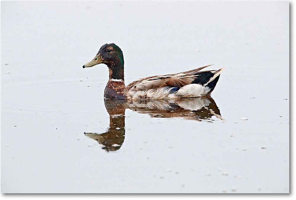BlackDuck_ChincoNWR_2017Jun_3DXA3923 copy
