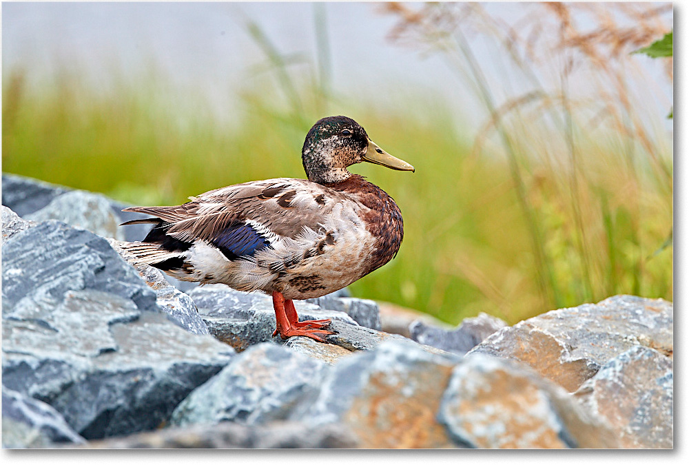 BlackDuck_ChincoNWR_2017Jun_4DXA7210 copy