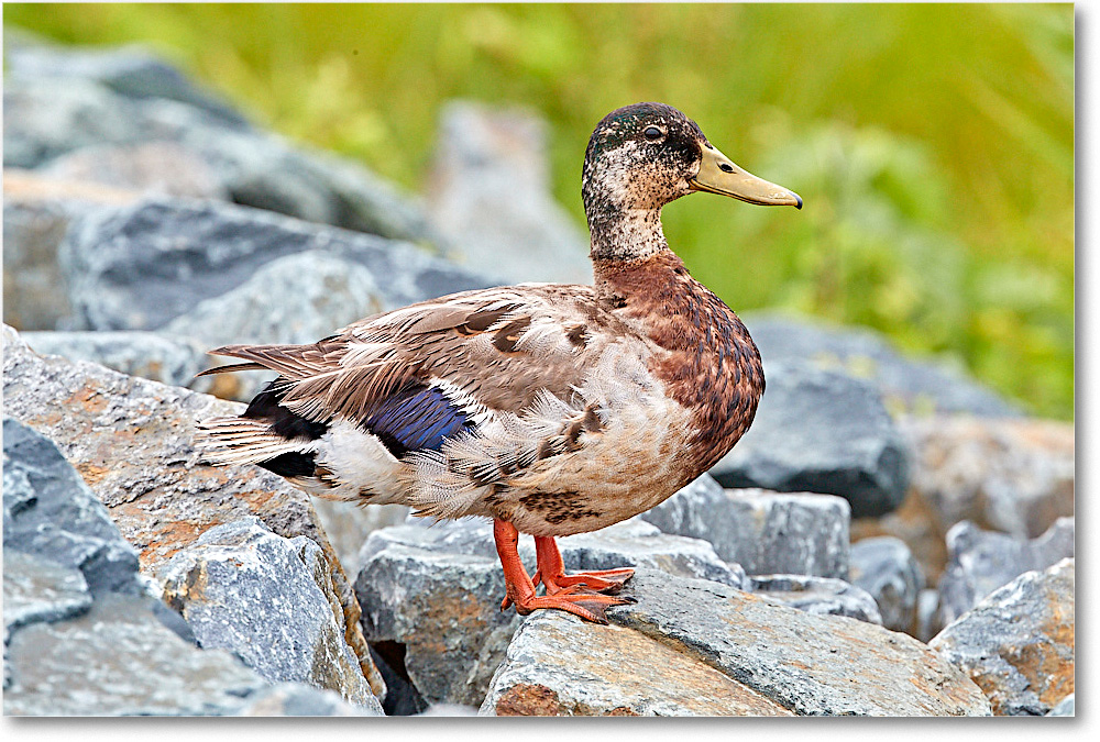 BlackDuck_ChincoNWR_2017Jun_4DXA7226 copy