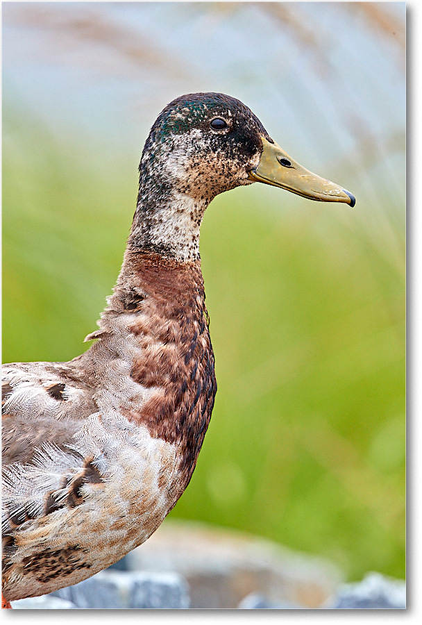 BlackDuck_ChincoNWR_2017Jun_4DXA7261 copy