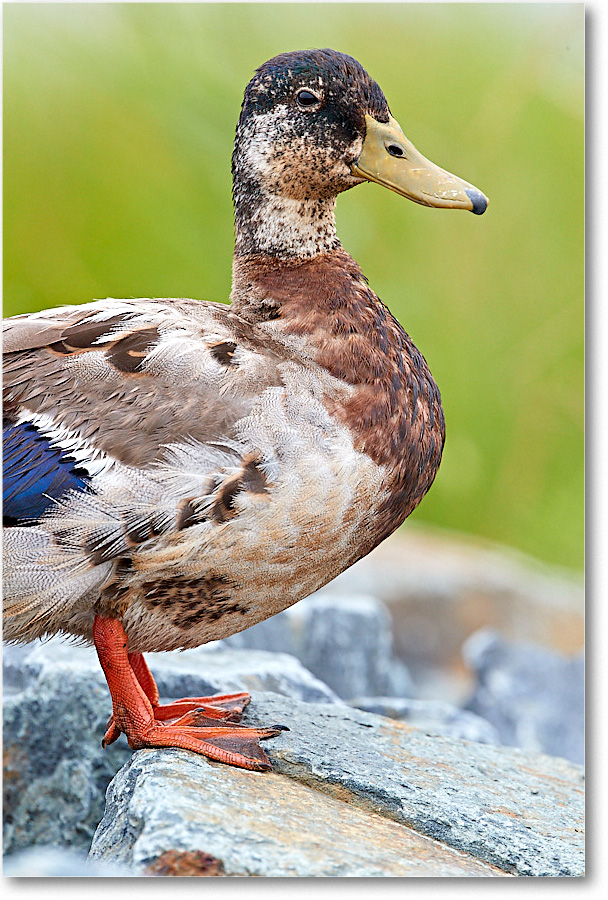 BlackDuck_ChincoNWR_2017Jun_4DXA7271 copy