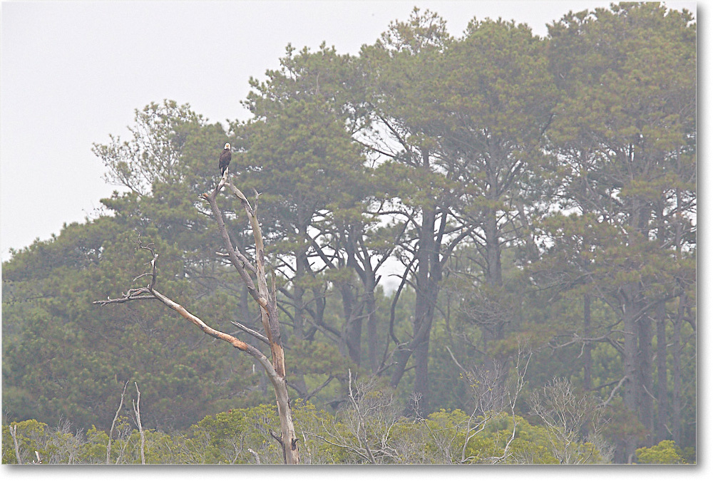 EagleSwanCove_ChincoNWR_2017Jun_3DXA3932 copy