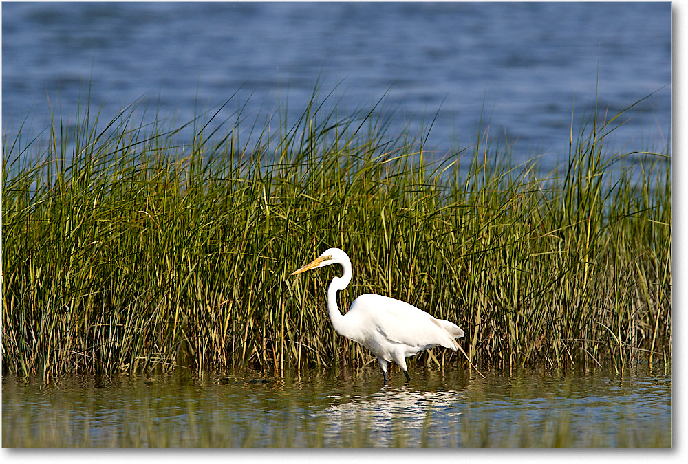 GreatEgret_ChincoNWR_2017Jun_3DXA3252 copy