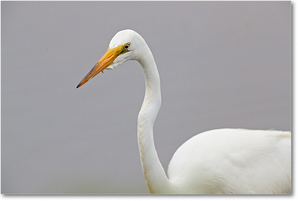 GreatEgret_ChincoNWR_2017Jun_3DXA3765 copy