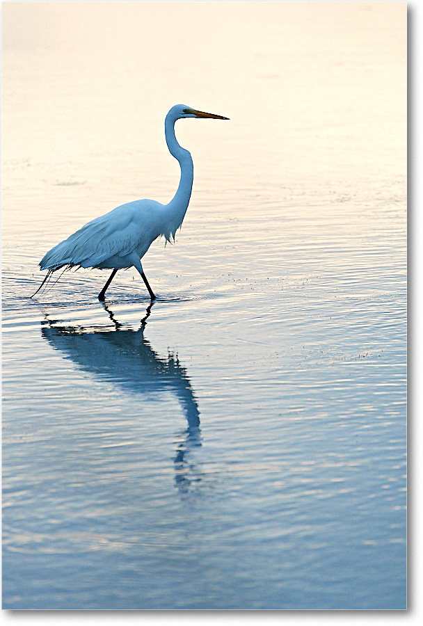 GreatEgret_ChincoNWR_2017Jun_4DXA7427 copy