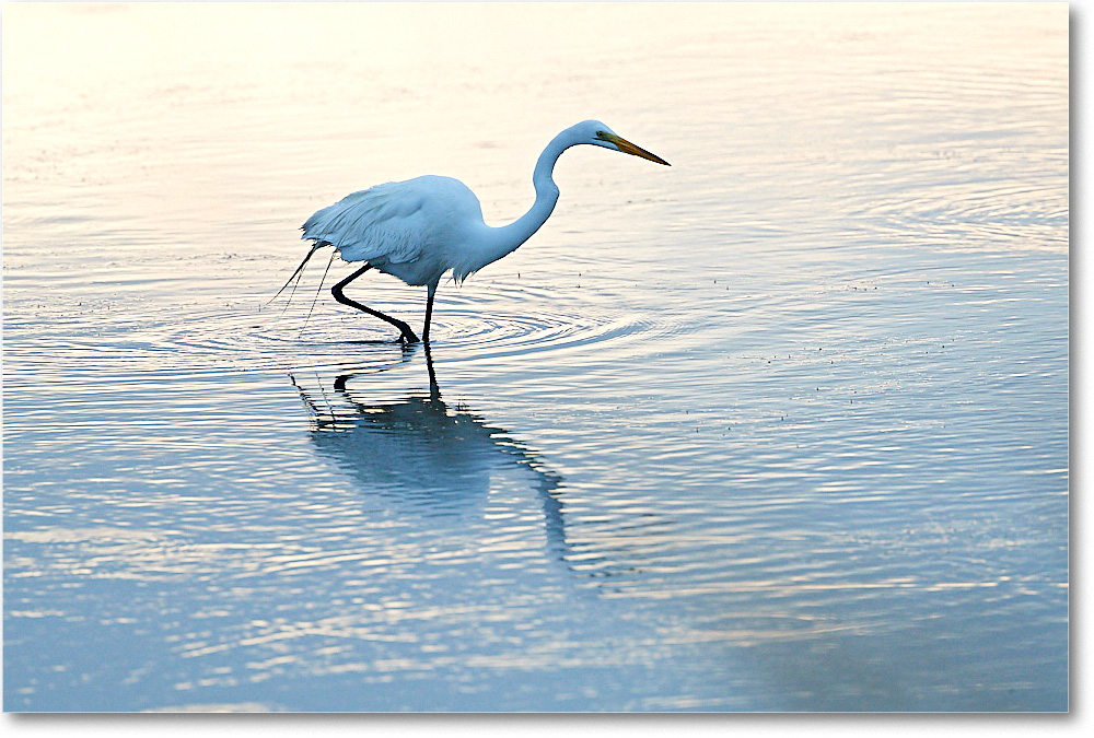GreatEgret_ChincoNWR_2017Jun_4DXA7432 copy