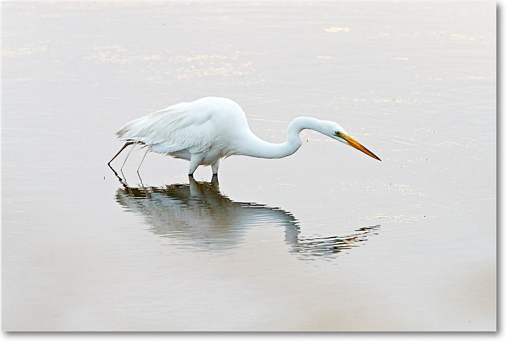 GreatEgret_ChincoNWR_2017Jun_4DXA7441 copy