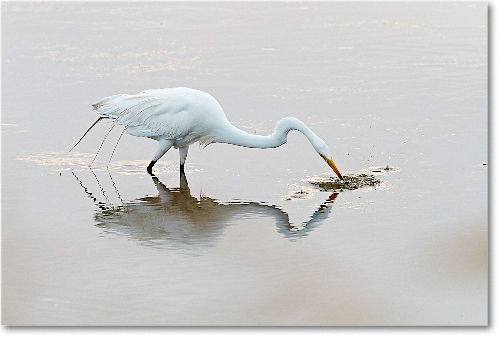 GreatEgret_ChincoNWR_2017Jun_4DXA7446 copy
