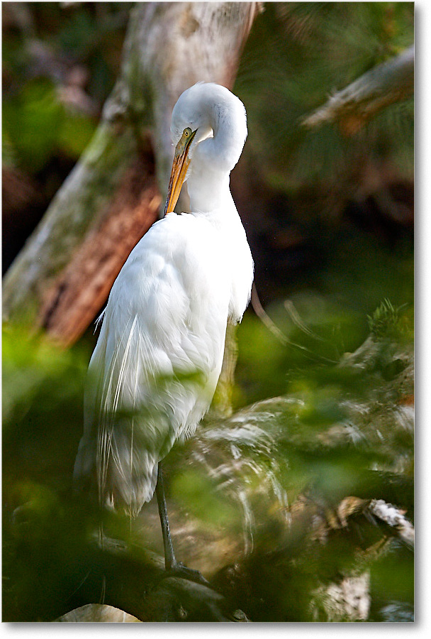 GreatEgret_ChincoNWR_2017Jun_4DXA7867 copy